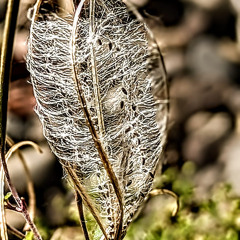 Jamuary 3rd 2025 The Essential Nature of Things