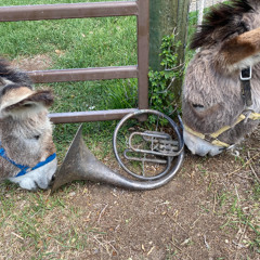 Living With My Donkeys Performance