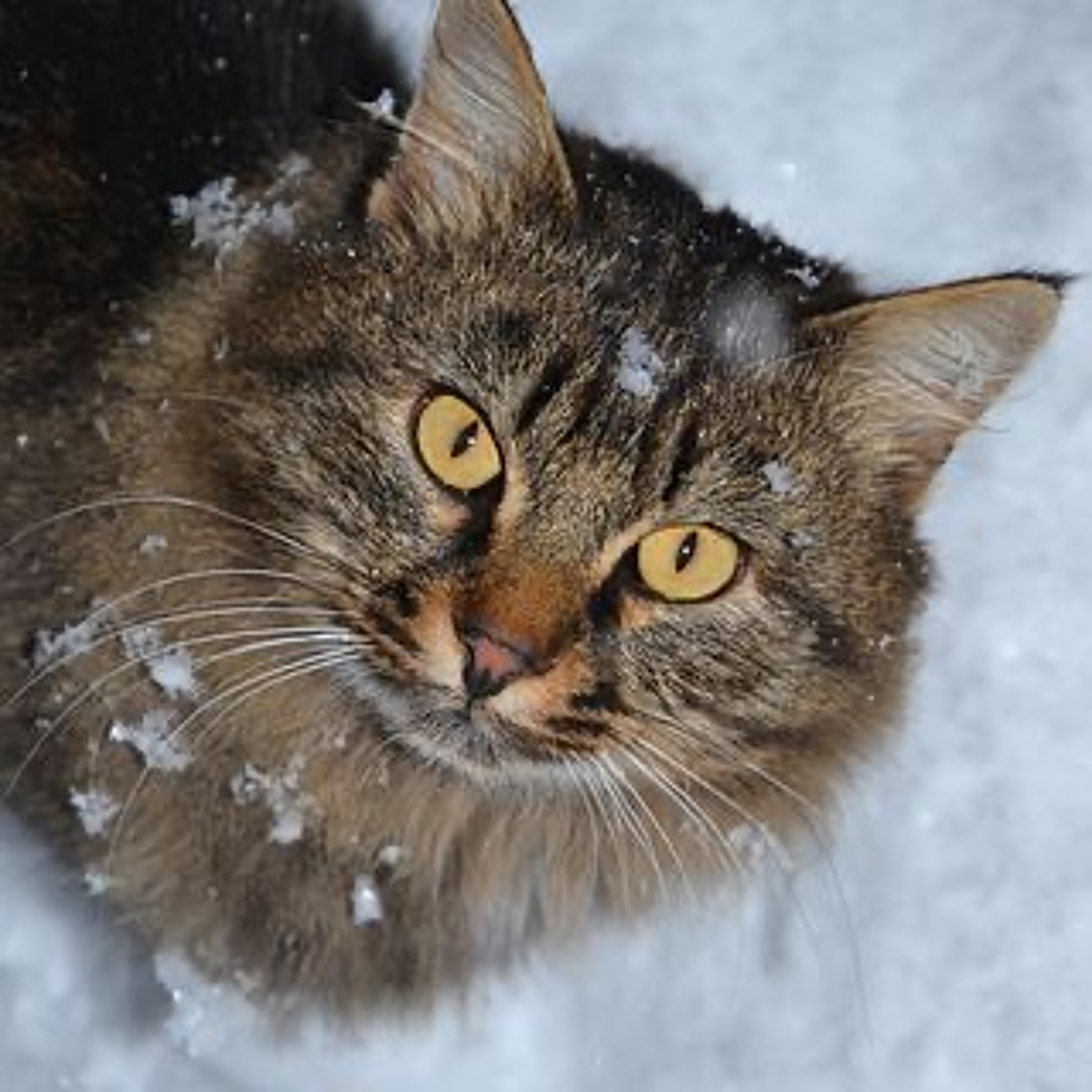 Quattro Stagioni 98 - Racconto di Natale Parte 1