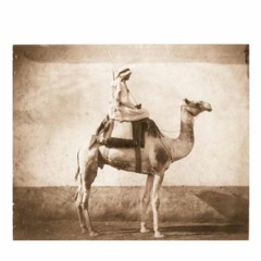 Course De Dromadaires Sur Sable Fin