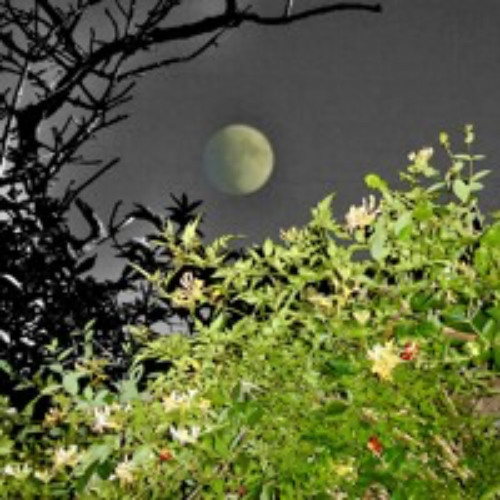 MUSIC INVENTIONS - MOONLIGHT SLIP AWAY
——————————————