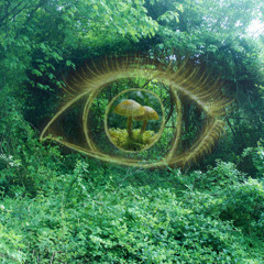 a thousand eyes