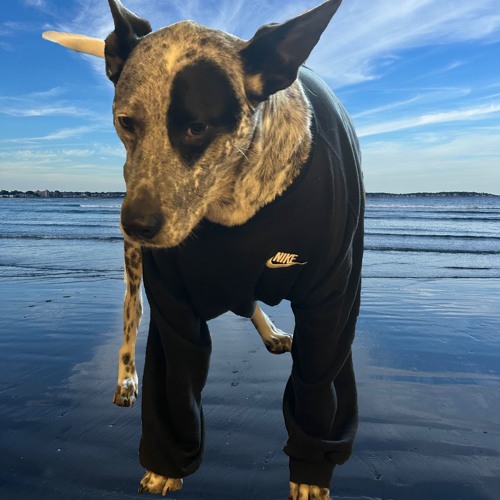 Vince Staples x JPEGMAFIA remix