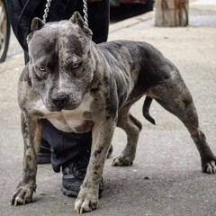 Pitbull by Twisted Insane