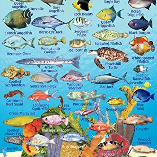 [VIEW] [EBOOK EPUB KINDLE PDF] Bonaire Reef Creatures Guide Franko Maps Laminated Fis