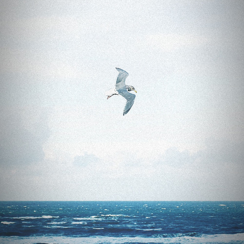 Seagull