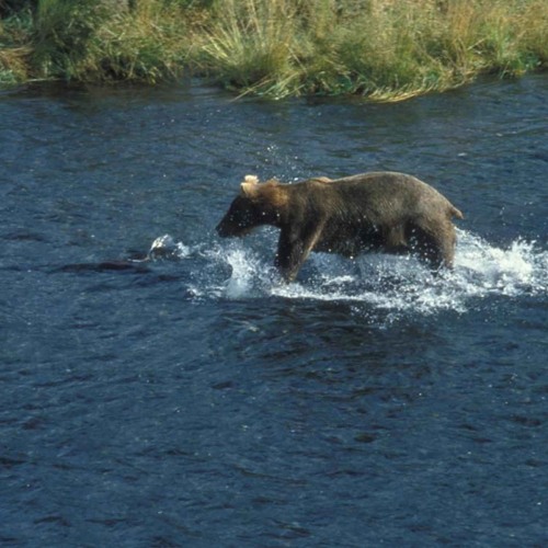 Tuning In To Nature: Bear Equipment Disturbance
