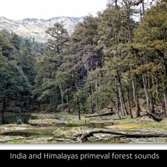 India Himalayas primeval forest sounds- 3 short recordings