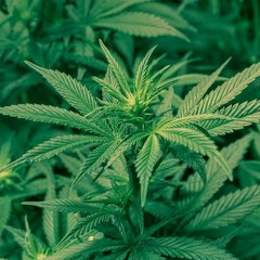 Chop Chop(mixed and mastered)