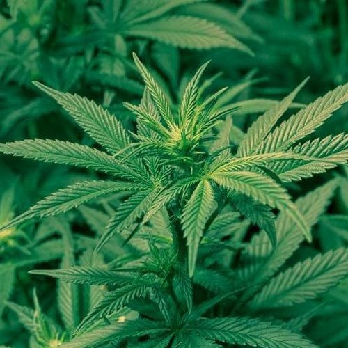 Chop Chop(mixed and mastered)