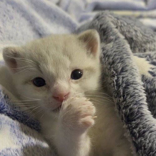 Miauw miauw song bumpy