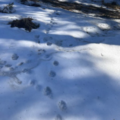 Last Call: Final steps through the melting snow.