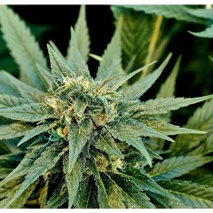 Inaudible - Ur Much Too Much