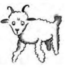 Kapitel 2 - Das Schaf