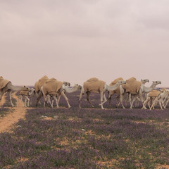 يا حي من هذي دياره 🦅 .