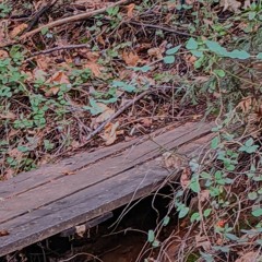 butterfly + flower (prod. moneo)