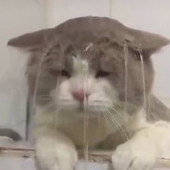 vent audio (tiktok) ♡