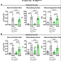 Osteoblast Stress Alone Fails to Explain Bone’s Weaker Response to Exercise in Aging