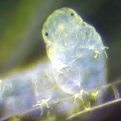 Moss Born Highdruh