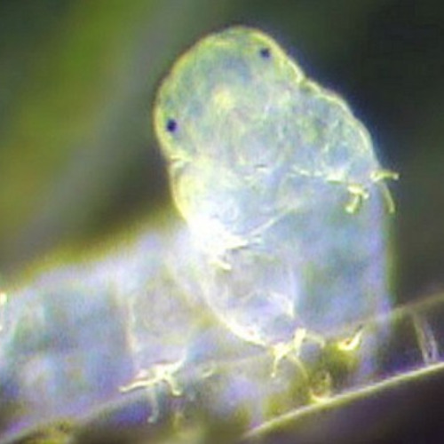 Moss Born Highdruh
