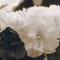 Pedro P. Neto - A dry white season ft. Ana Machado