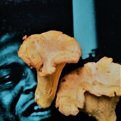 chanterelle