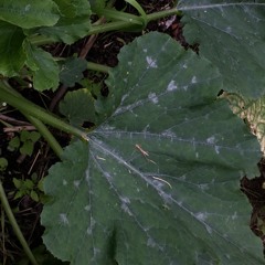 Kreenholm buzz (Ambient Mix)