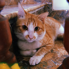 Gió Vẫn Hát - Long Phạm