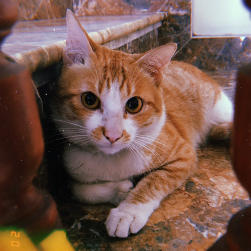 Gió Vẫn Hát - Long Phạm