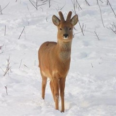 슈.슈.슈 - White Noru Ass