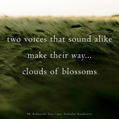 halF alikE [naviarhaiku347]