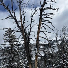 rebirth for snow