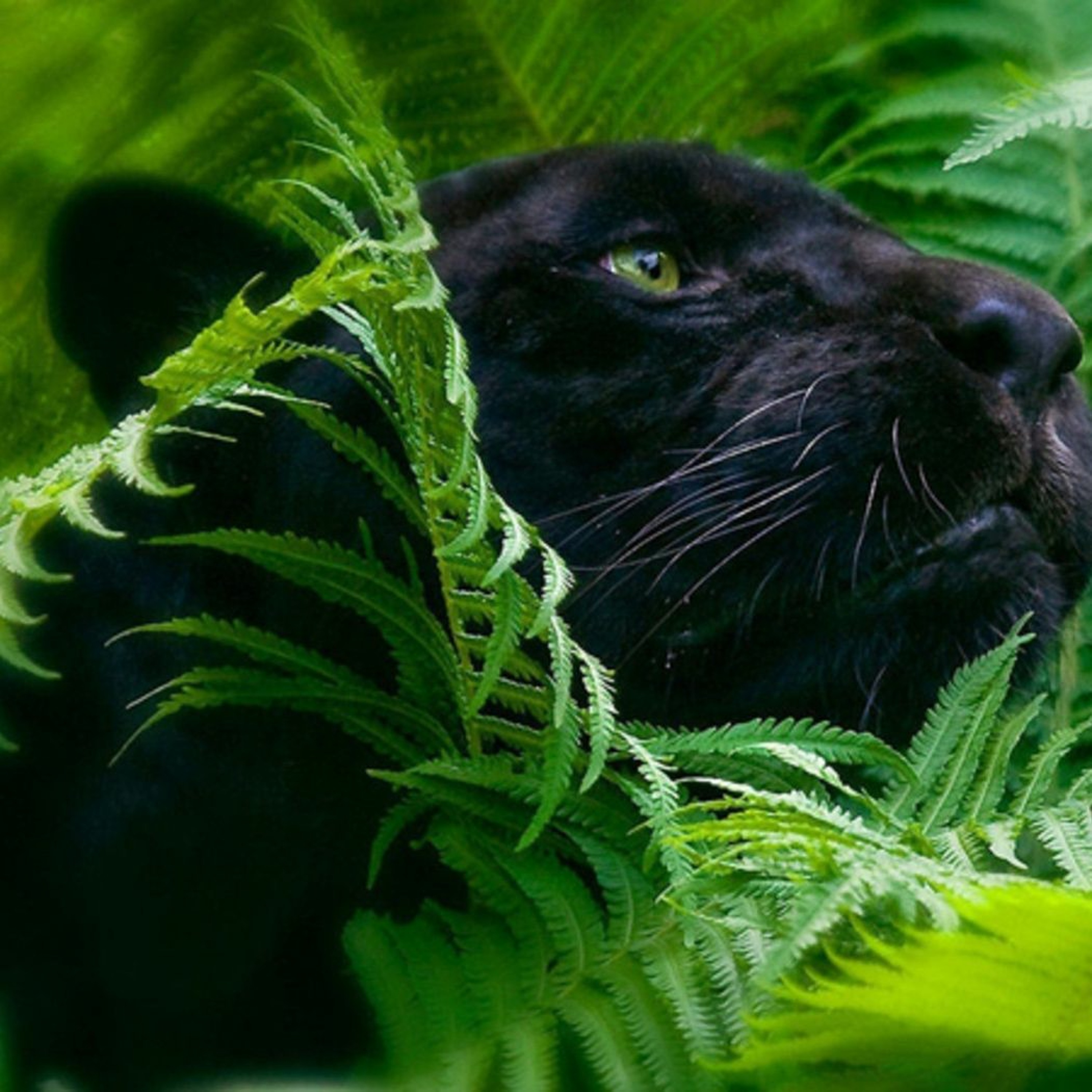 This Is Jungle