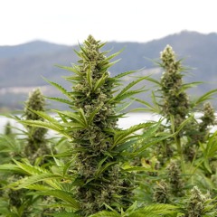 Love Weed (Seyms remix) - Eek A Mouse - OLD TUNES  - FREE D/L