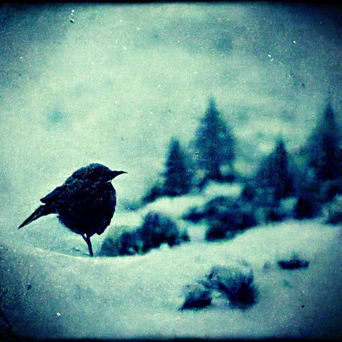 Thirteen Ways of Looking at a Blackbird (Wallace Stevens; L Loops)