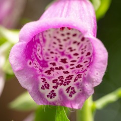 Sommersprossen