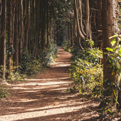 [기적이 보이지 않아도 함께 하신다]수8:10-23