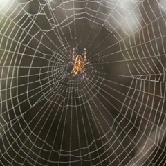 Spider Web (feat. Uzmah)