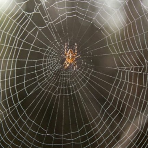 Spider Web (feat. Uzmah)