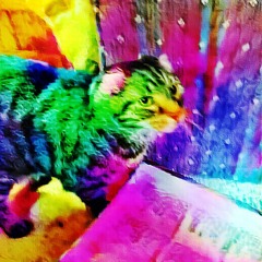 (My Friend The) Cool Cat