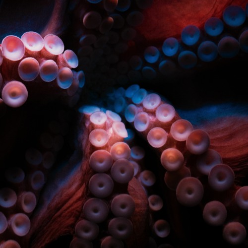 Dream Portal - awash