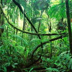 The Riddle Inside the Jungle. QOTS S3