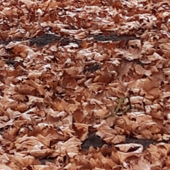 Fleurent -Long Edit-