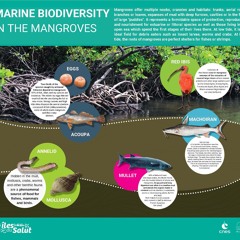 MB_Mangrove