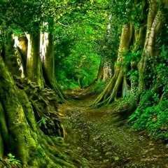 Trip In Forest