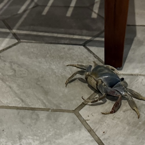 MaGik_B_demo_tech_rave.WAV