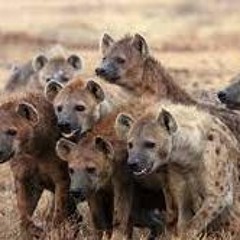 Hyenas attack