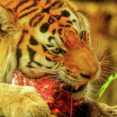 Eaten by Tigers(Don Lewis)