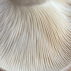 meditation music for mind floatings ~ devotion to saraswati