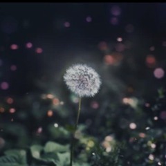 To Make A Wish On A Dandelion